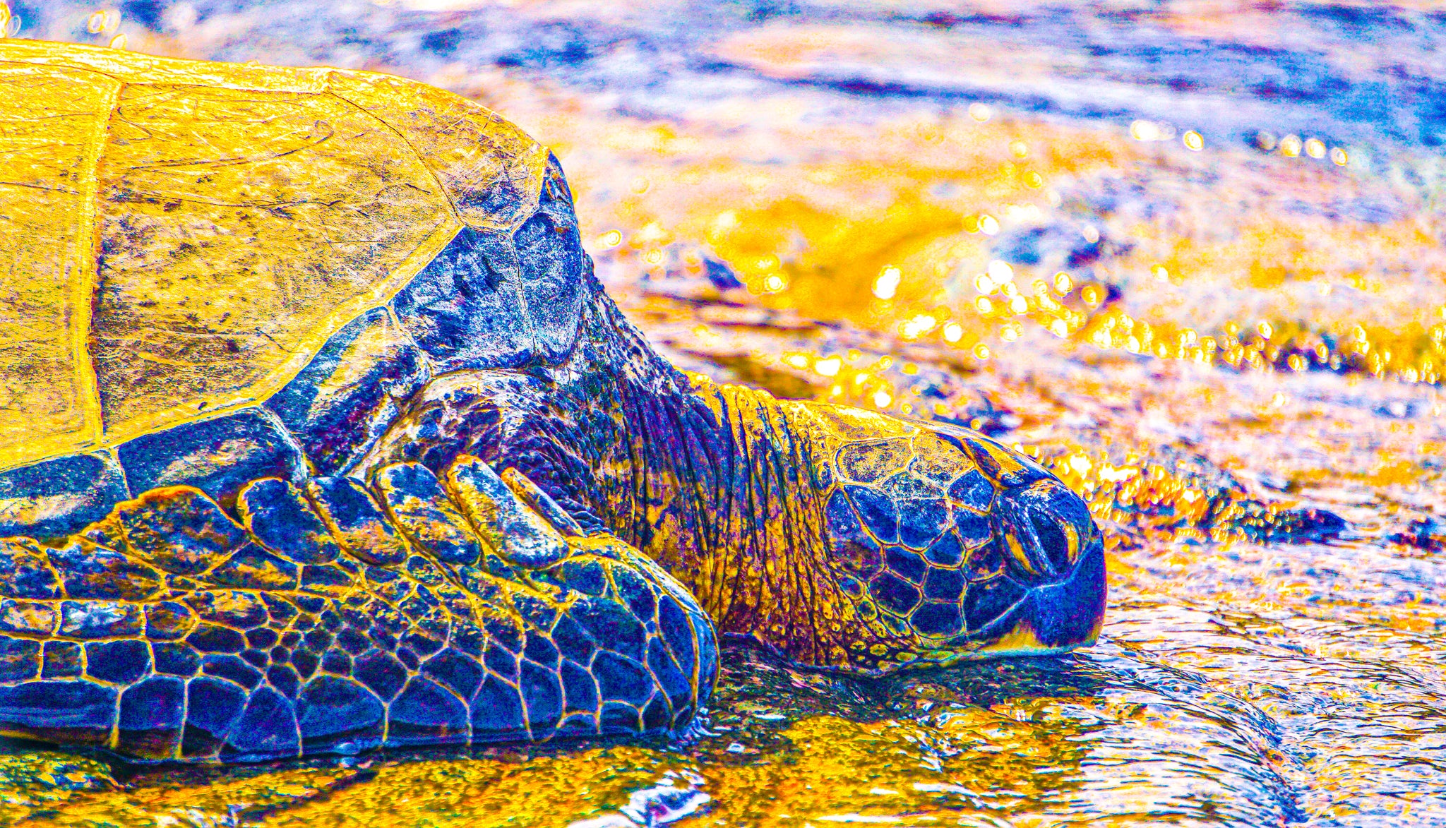 "Honu (Green Sea Turtle, Color)"