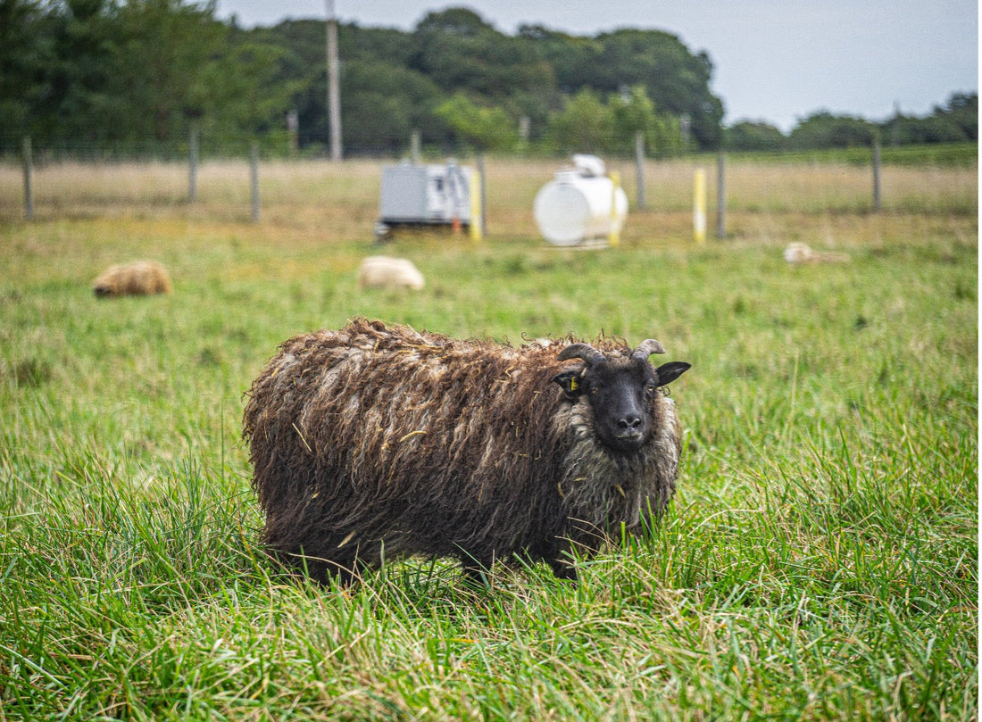 USDA Awards Grants to Enhance Sustainability Practices for Small and Medium-Sized Farms