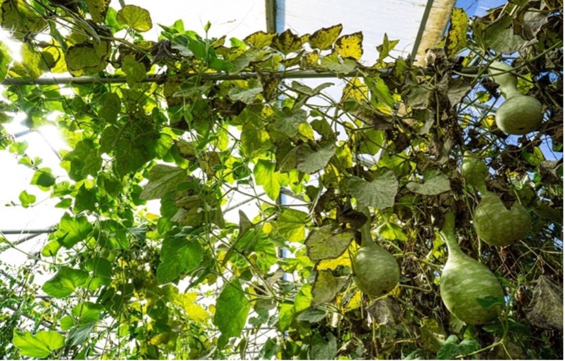 The Peconic Land Trust (PLT) and Agricultural Community in Long Island, NY: