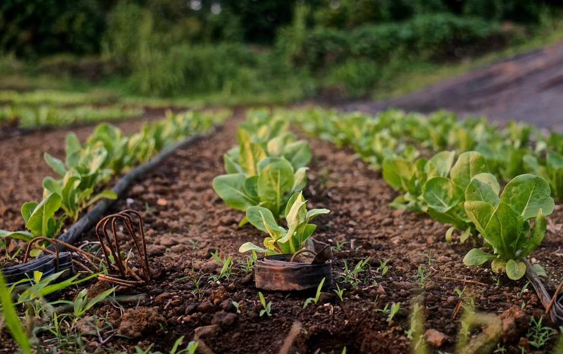 Precision Agriculture Offers Immediate Benefits for Farmers Regardless of Size or Scale