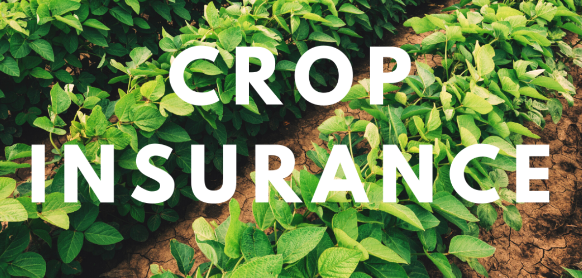 The American (Farm) Safety Net: Review of the Federal Crop Insurance Program