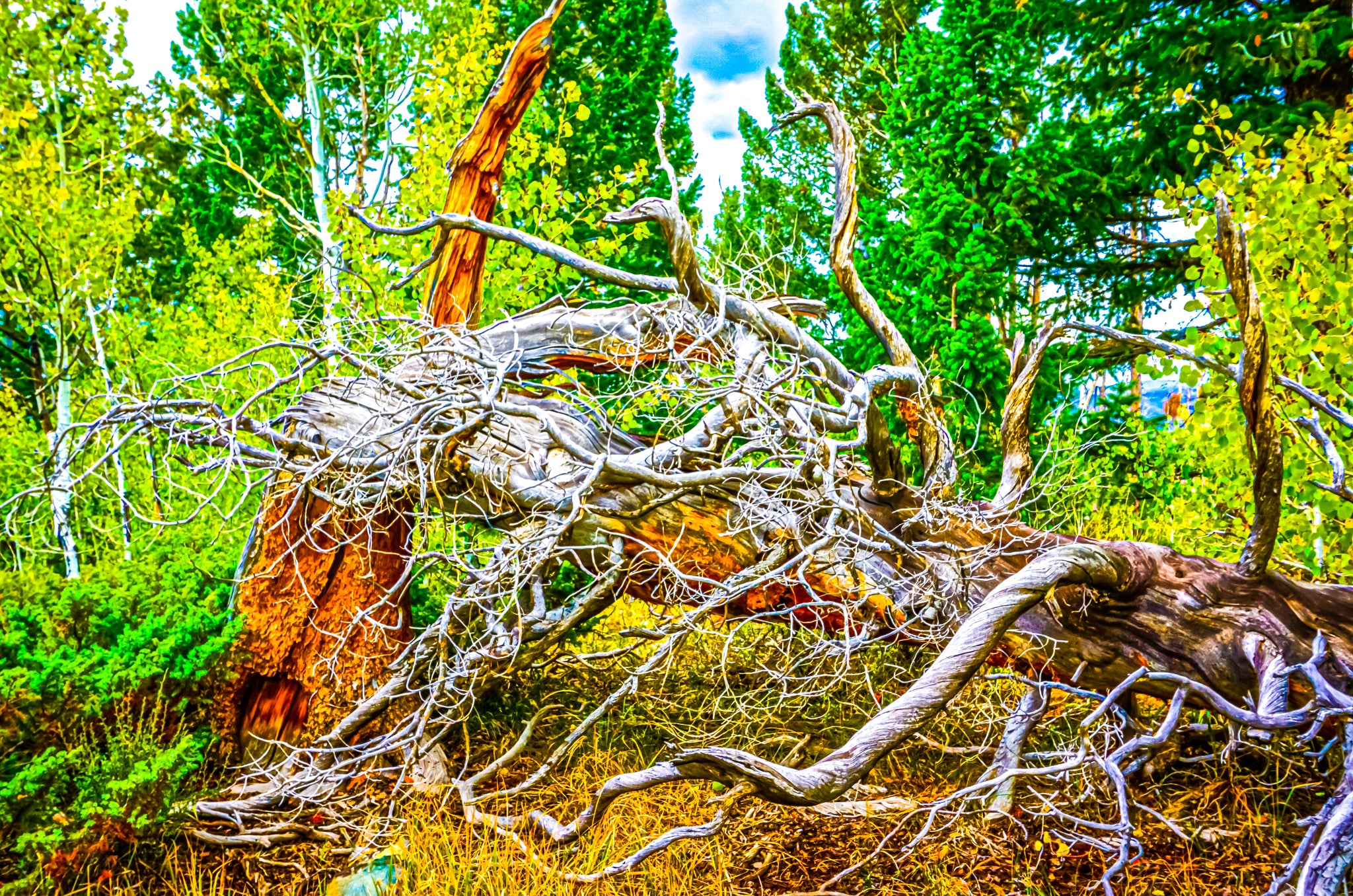 "Fallen Tree in Medicine Bow-Routt National Forest"