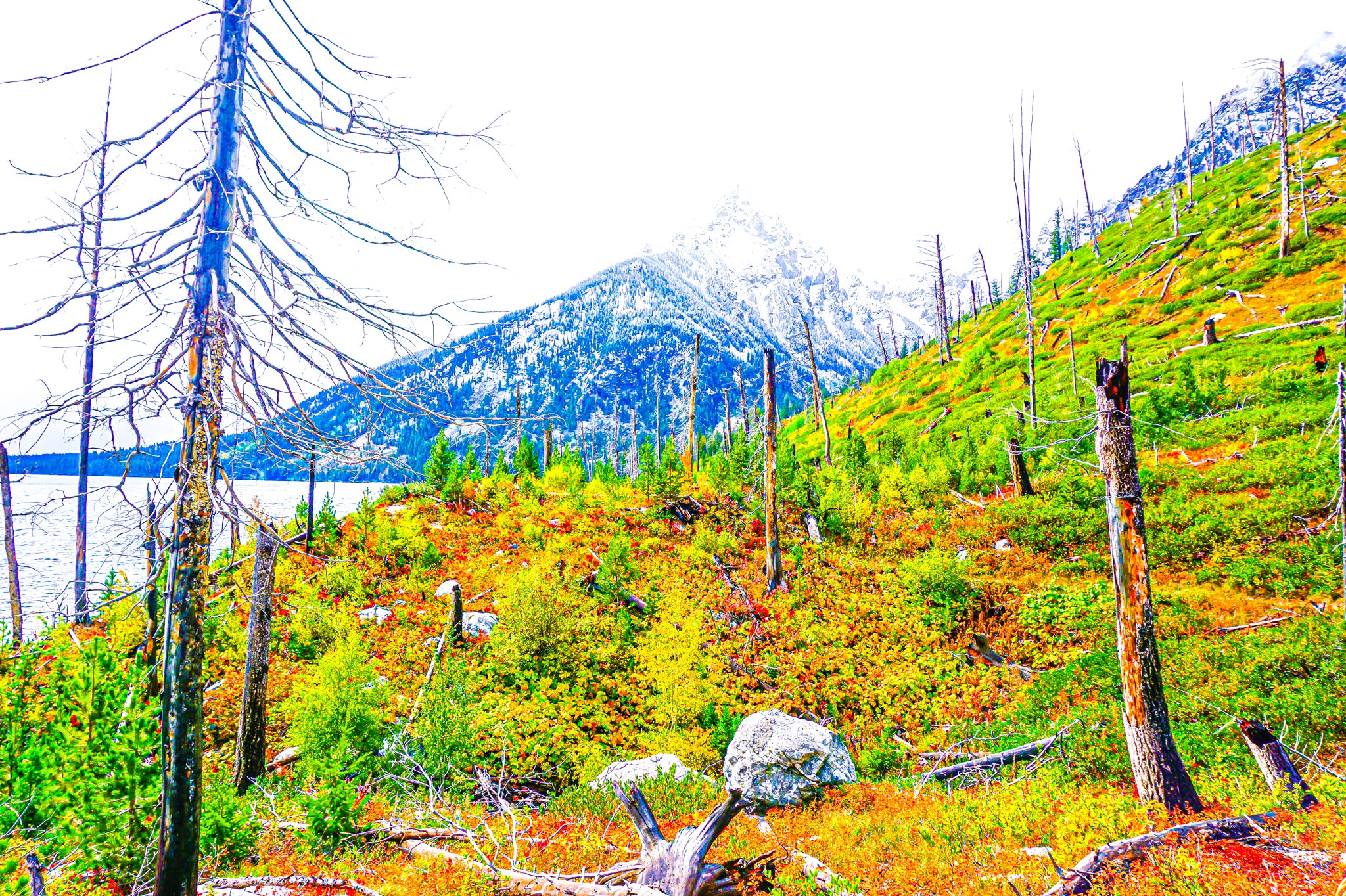 "Fall Foliage in Grand Teton National Park"