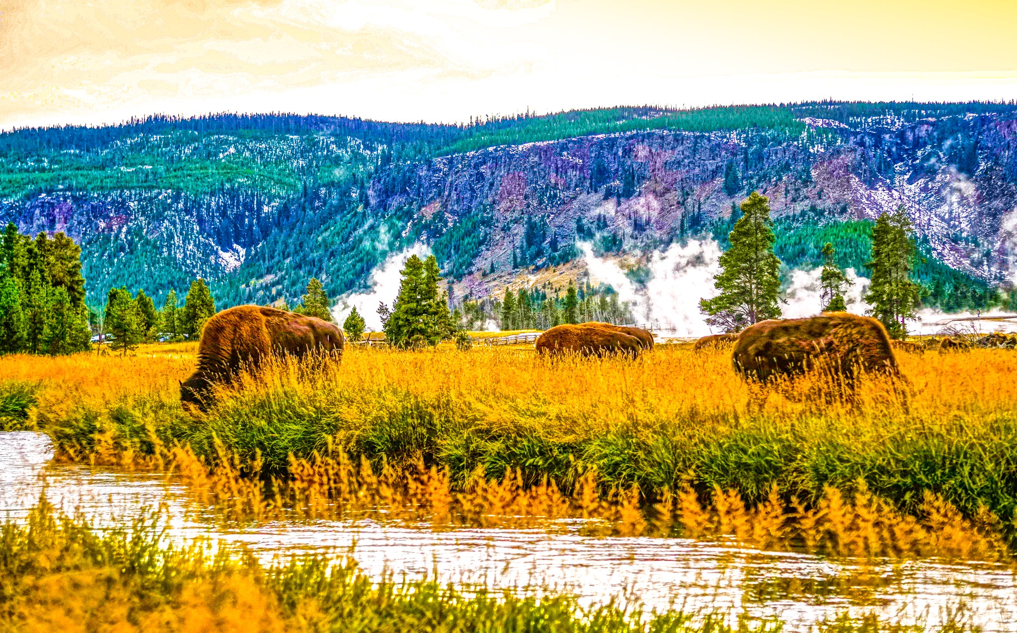 This image depicts a herd of Yellowstone Bison grazing in a lush meadow near a crystal-clear stream in YNP. These animals eat primarily vegetation and can graze through for 10 hours/day.