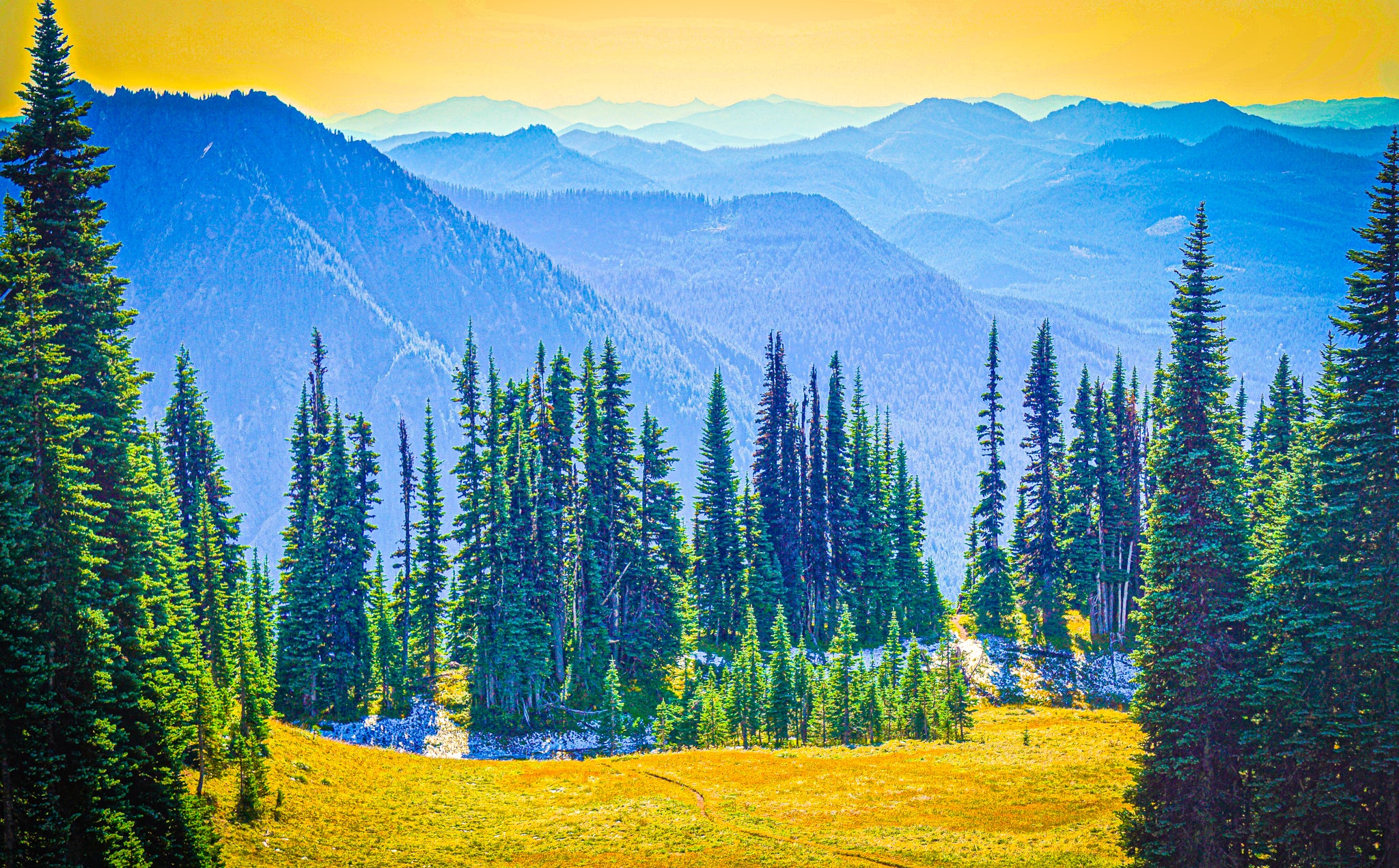"High Alpine Forest & Meadow in Mount Ranier National Park"