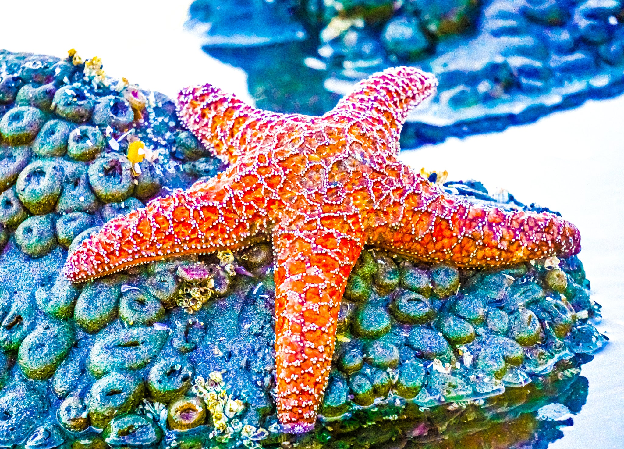"Large Ochre Star (Pisaster Ochraceus)"